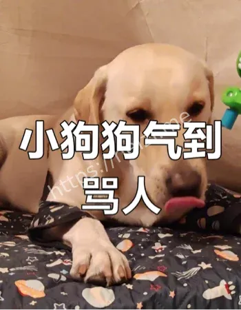 狗狗智能禁言事件